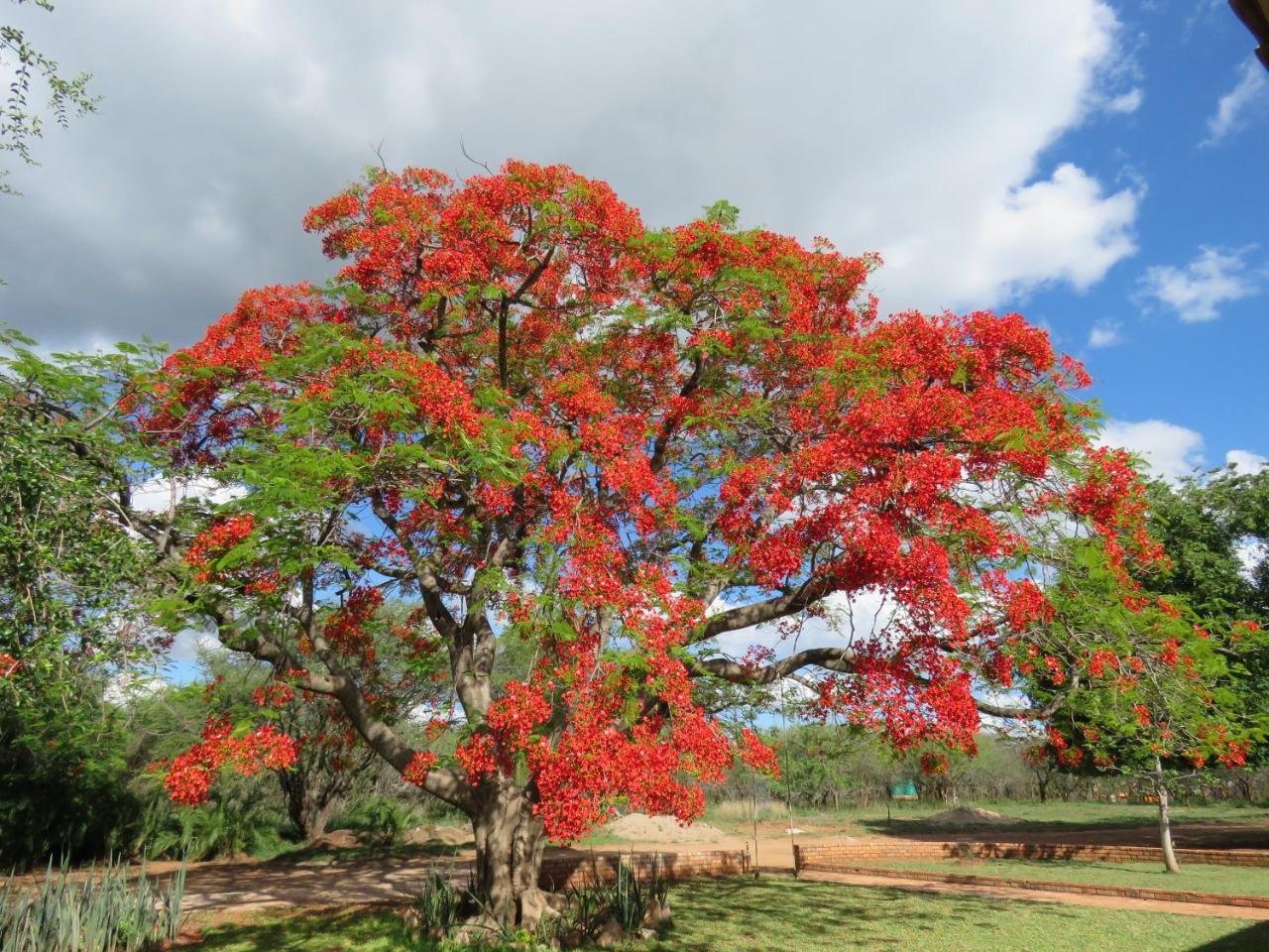 玛洛斯帕克Kruger View Tree House别墅 外观 照片